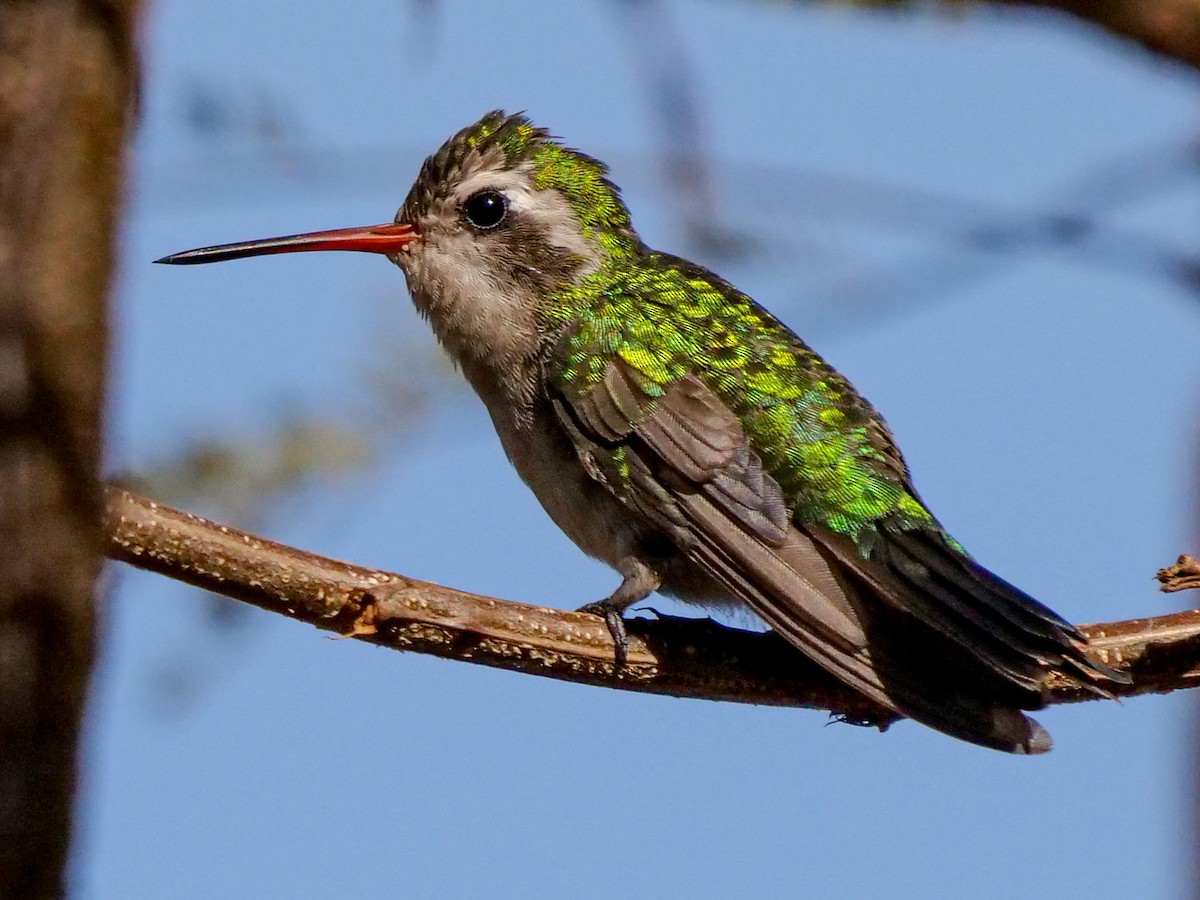 Glittering-bellied Emerald - Roger Horn