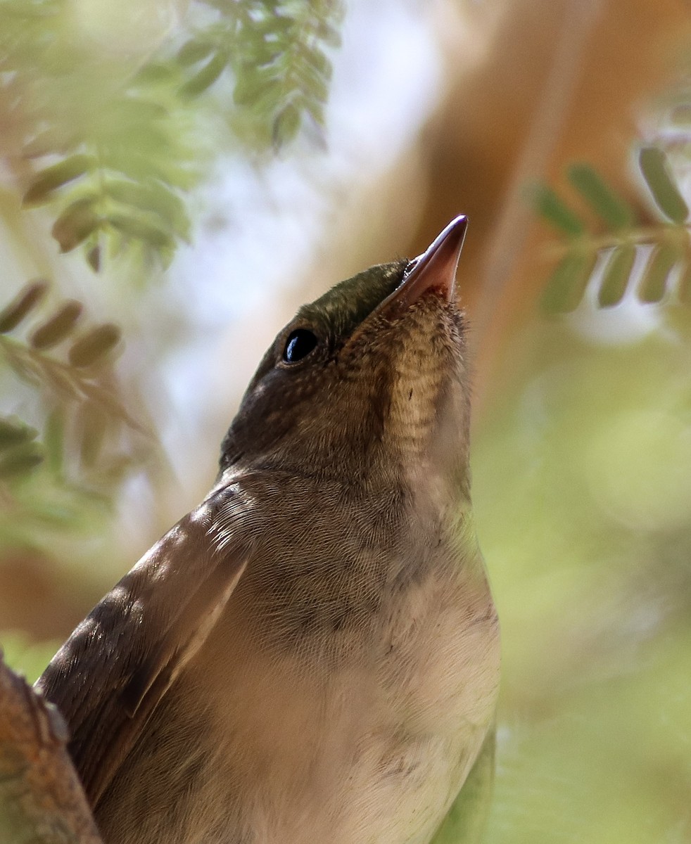 Thrush Nightingale - ML185317111
