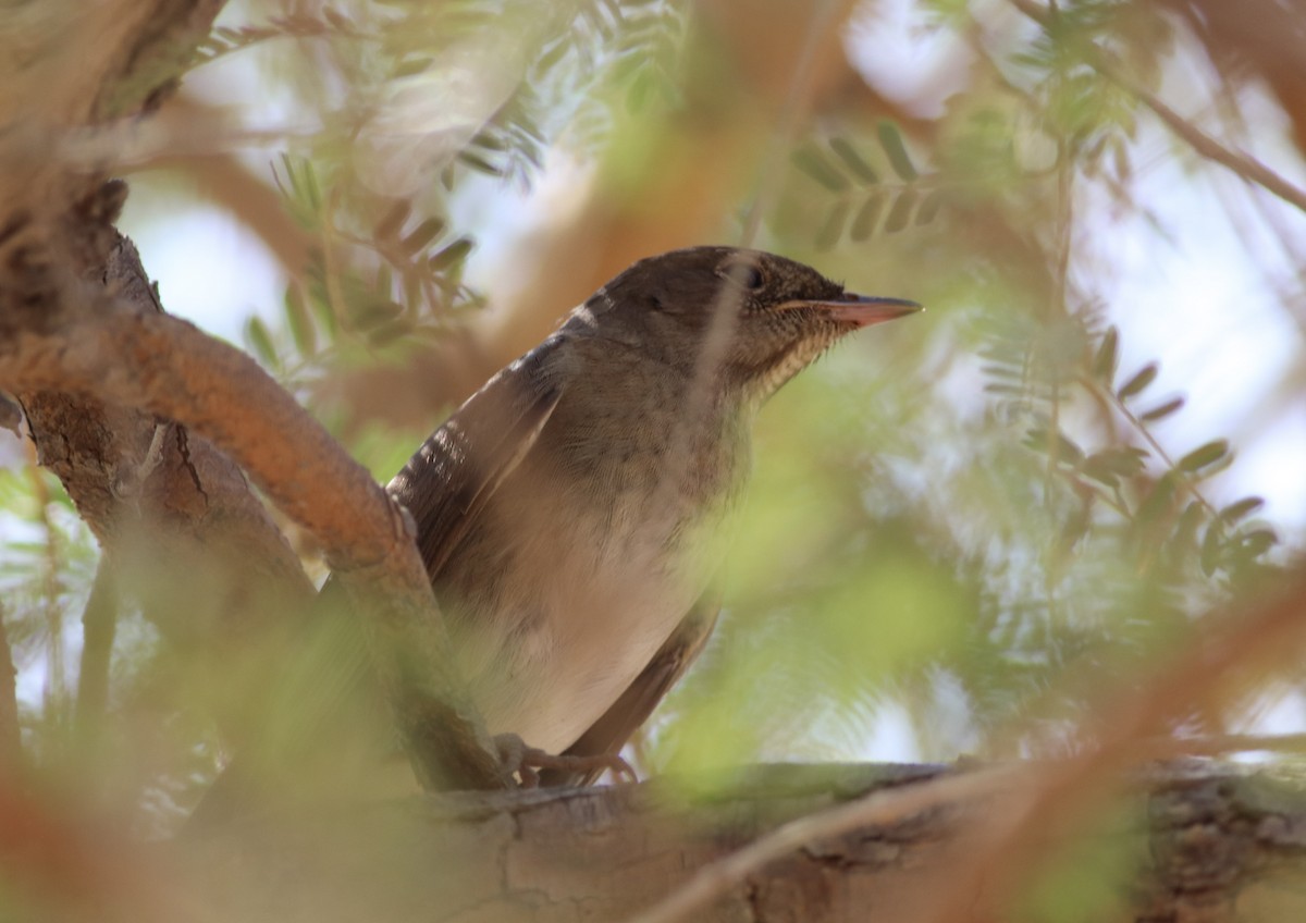 Thrush Nightingale - ML185317121