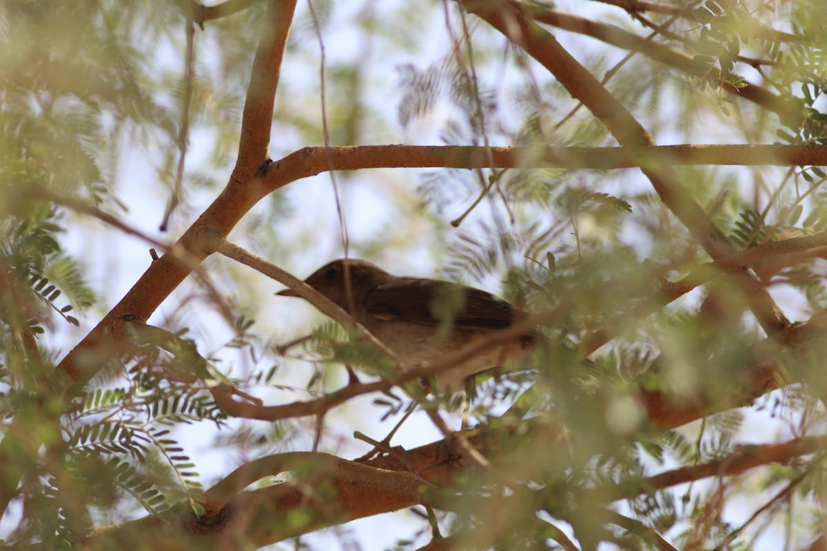 Thrush Nightingale - ML185317181