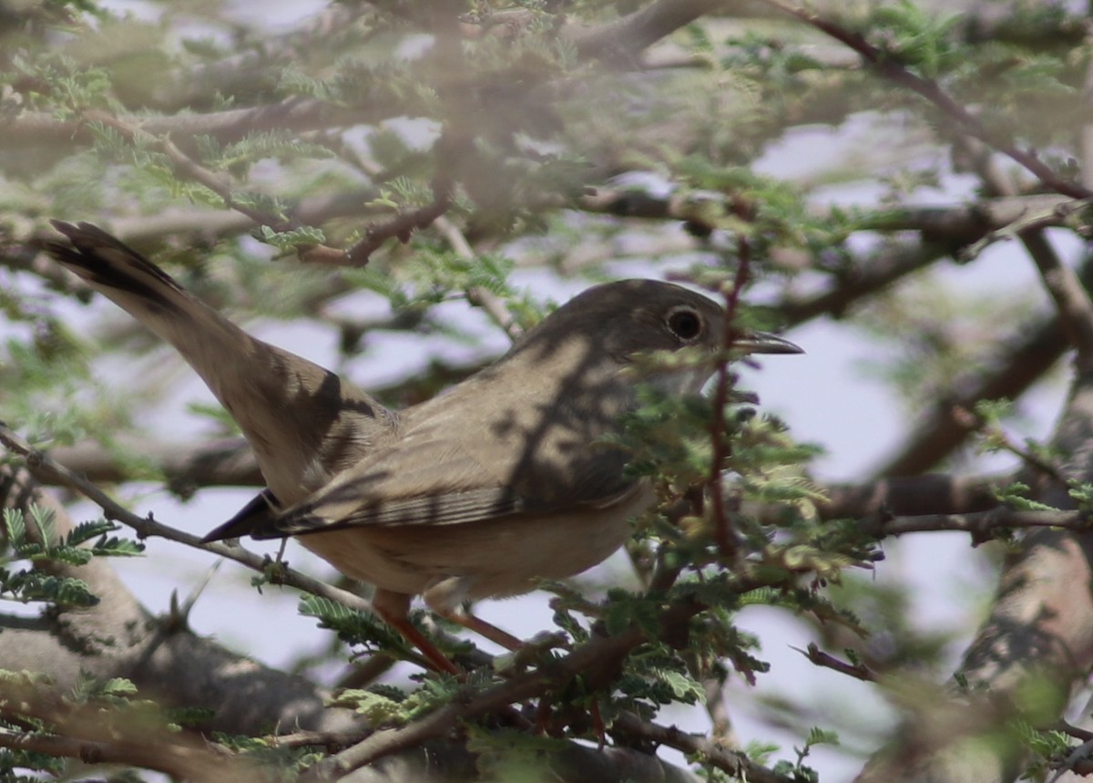 Menetries's Warbler - ML185317251