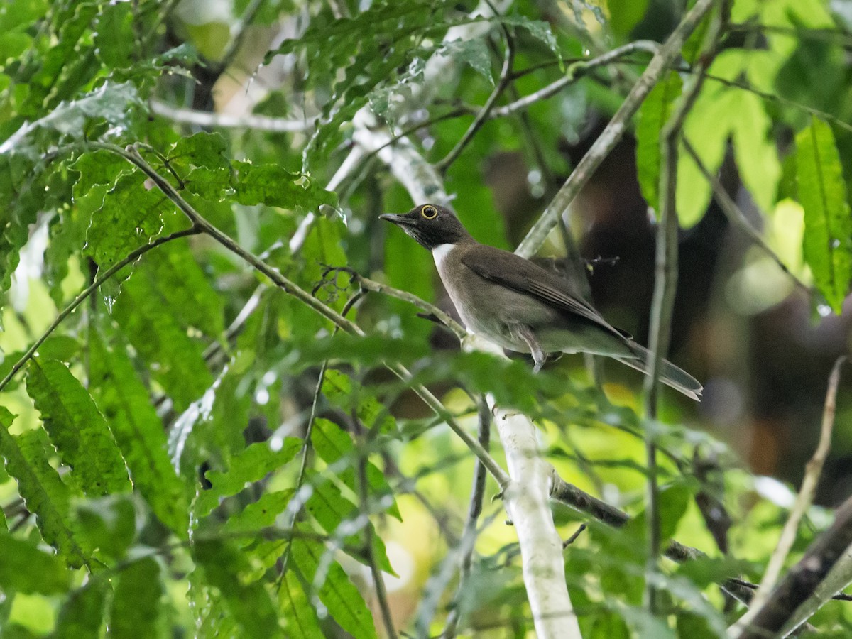 Dagua Thrush - Nick Athanas