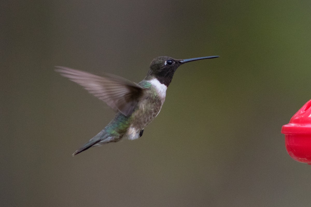 Black-chinned Hummingbird - ML185320411