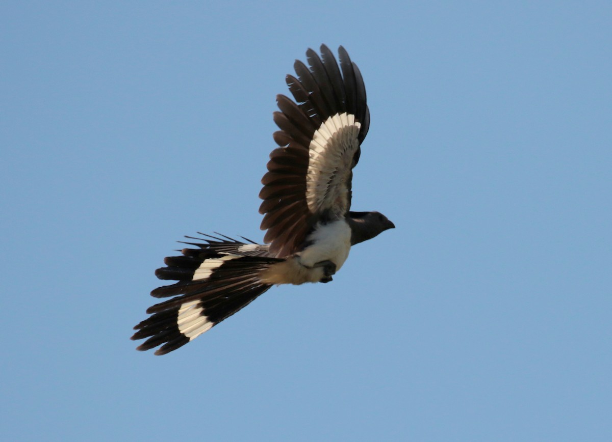 White-bellied Go-away-bird - ML185320641