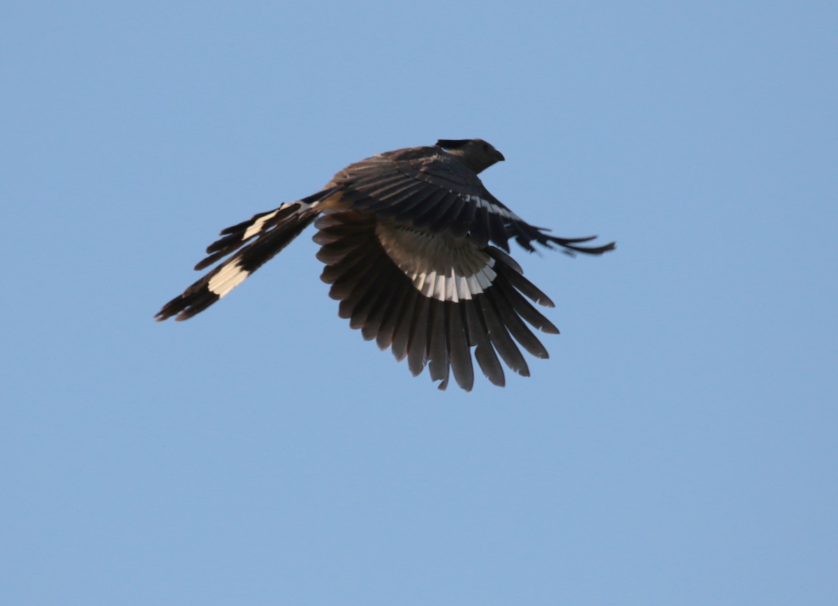 White-bellied Go-away-bird - ML185320661