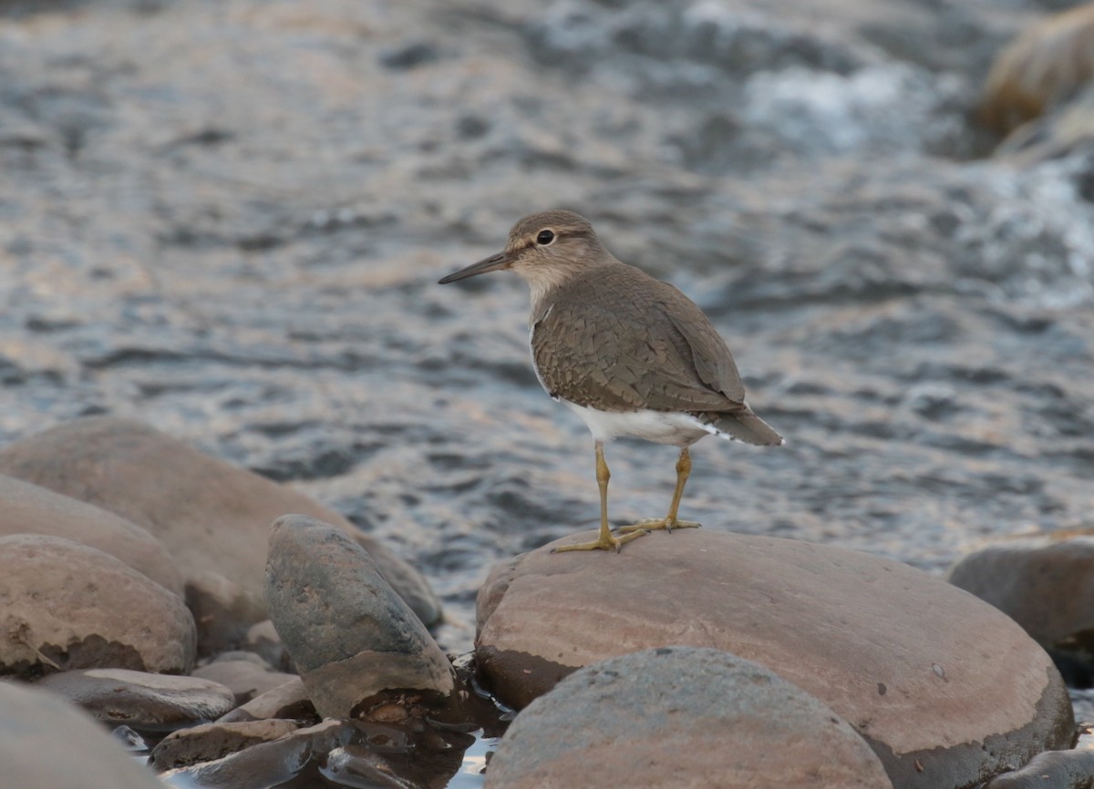 Common Sandpiper - ML185320681