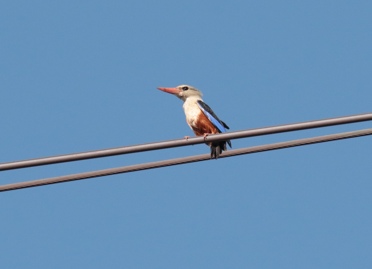 Gray-headed Kingfisher - ML185320721