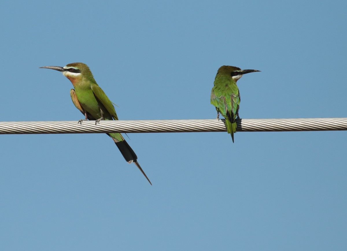 Madagascar Bee-eater - ML185320791