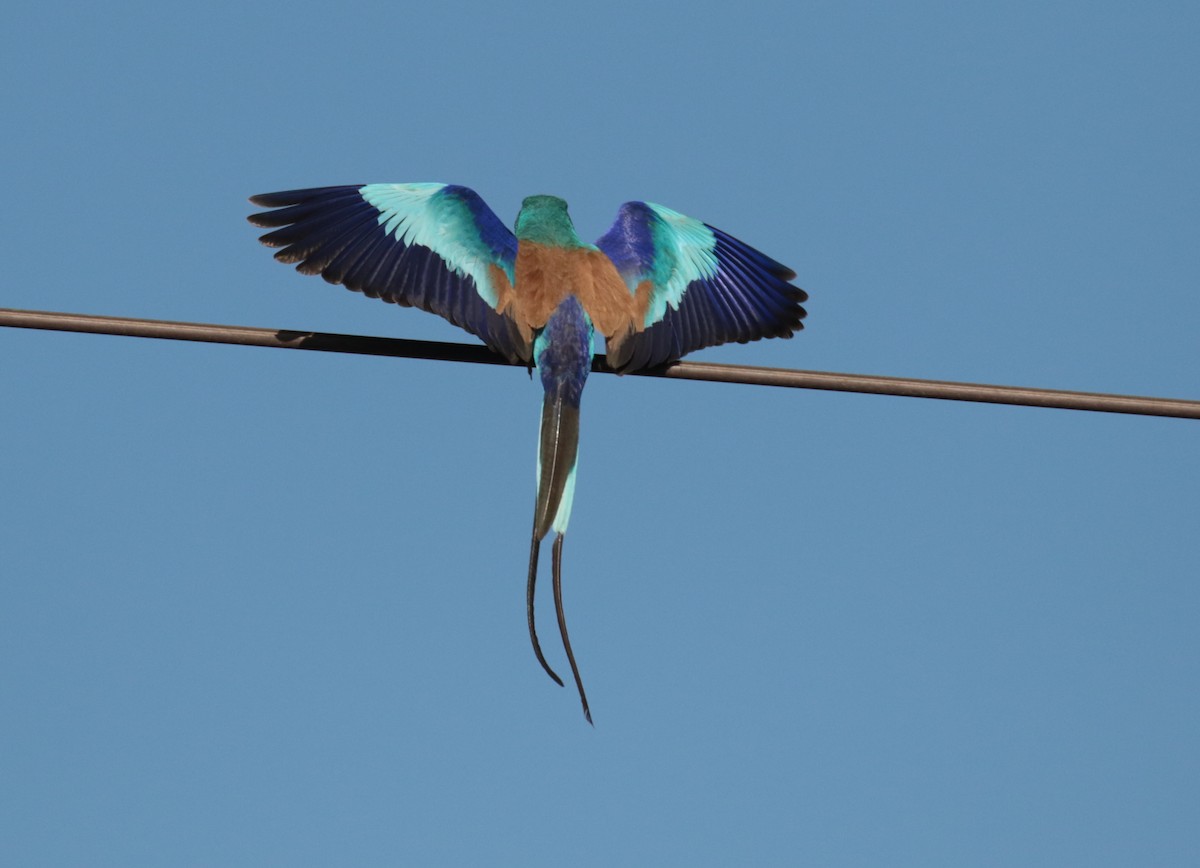 Abyssinian Roller - ML185320841