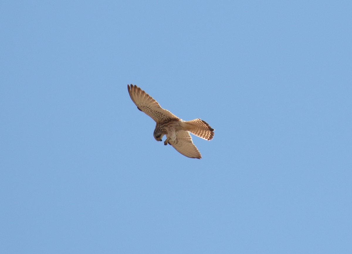 Lesser Kestrel - ML185320931