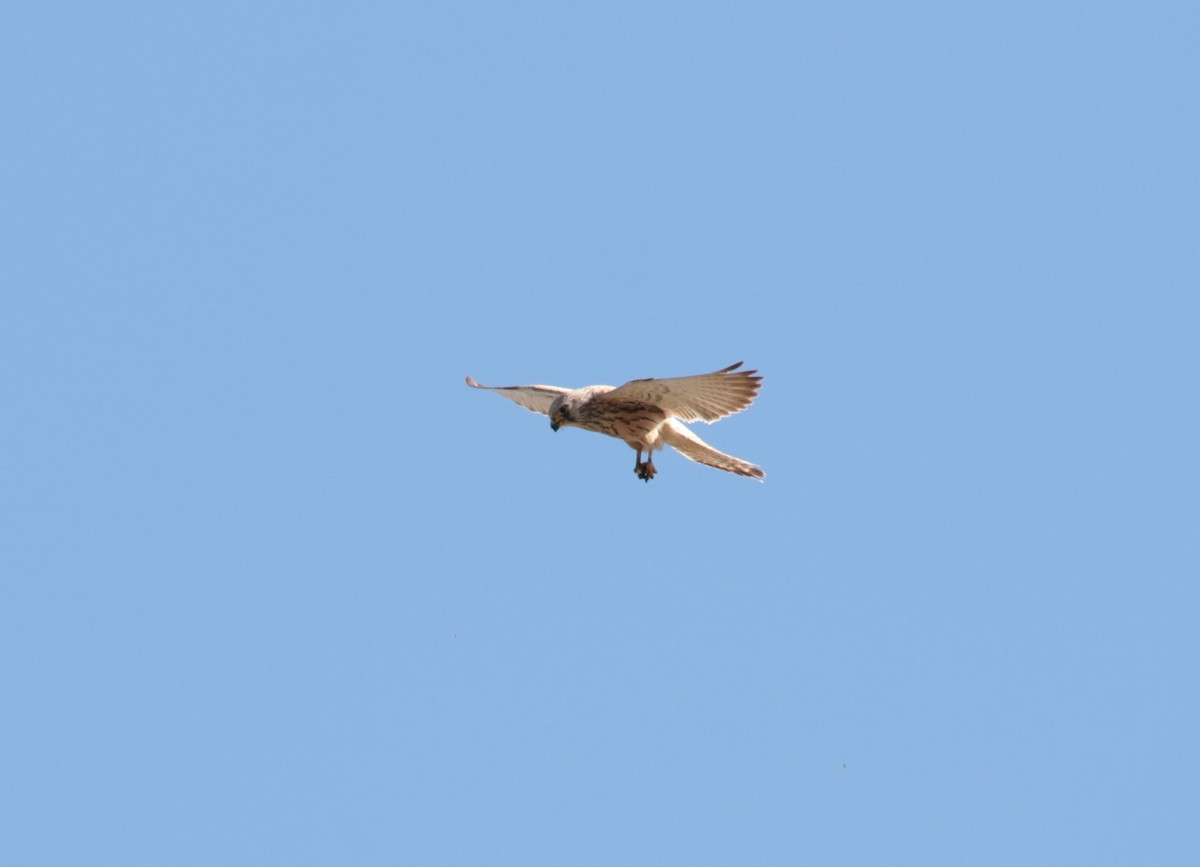 Lesser Kestrel - Fikret Ataşalan