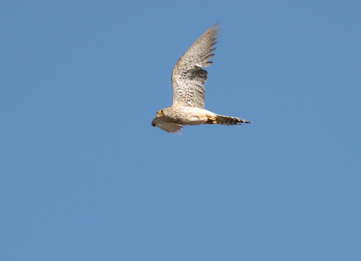 Lesser Kestrel - Fikret Ataşalan