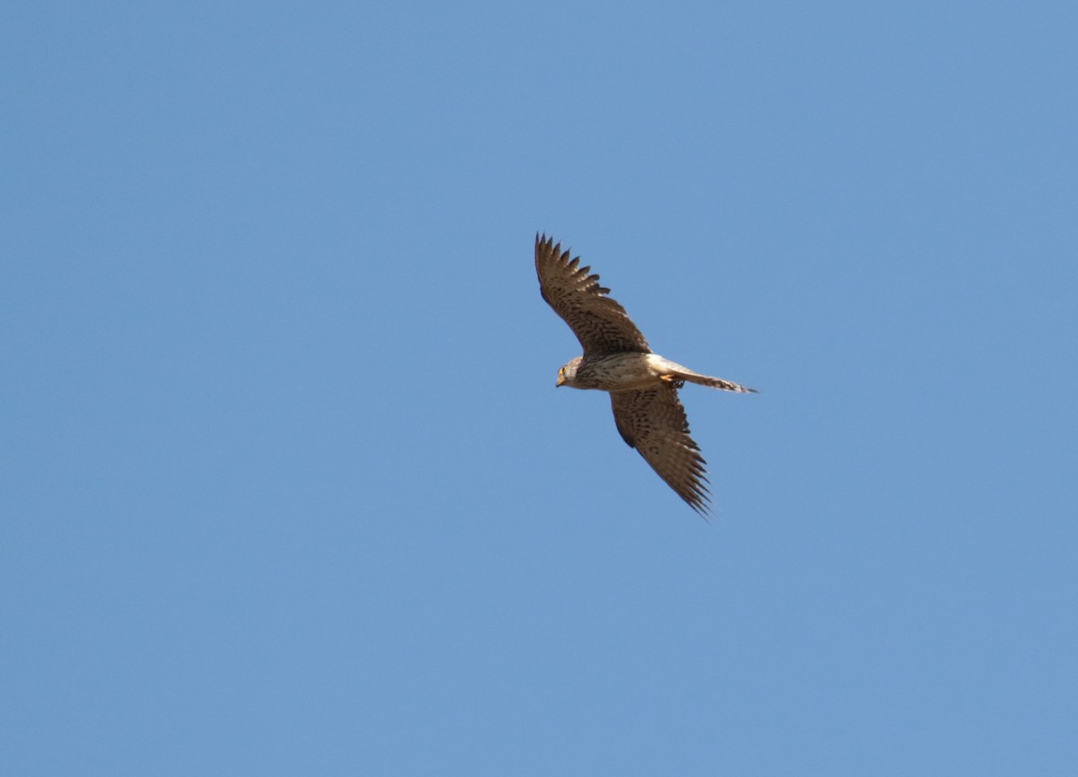 Lesser Kestrel - ML185321031