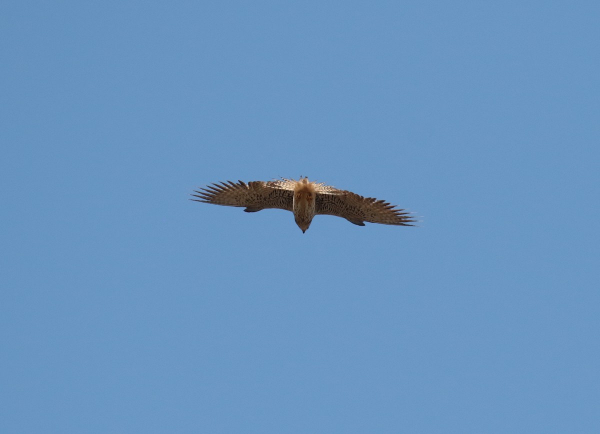 Lesser Kestrel - Fikret Ataşalan