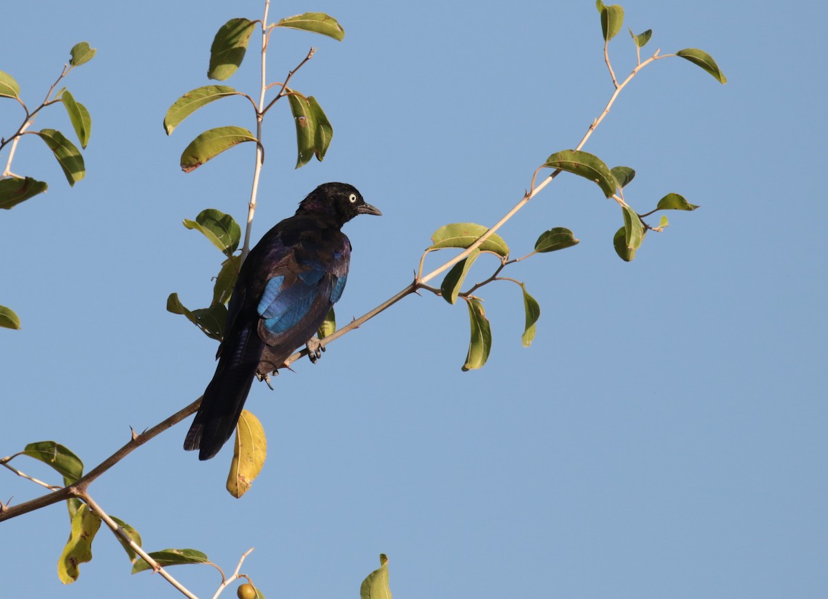 Rüppell's Starling - ML185321091