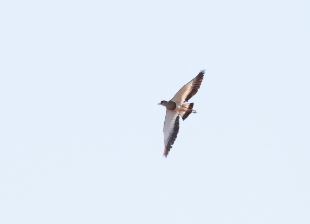 Crowned Lapwing - ML185322041