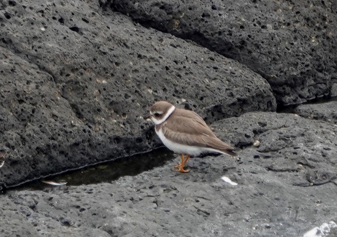 Semipalmated Plover - ML185324111