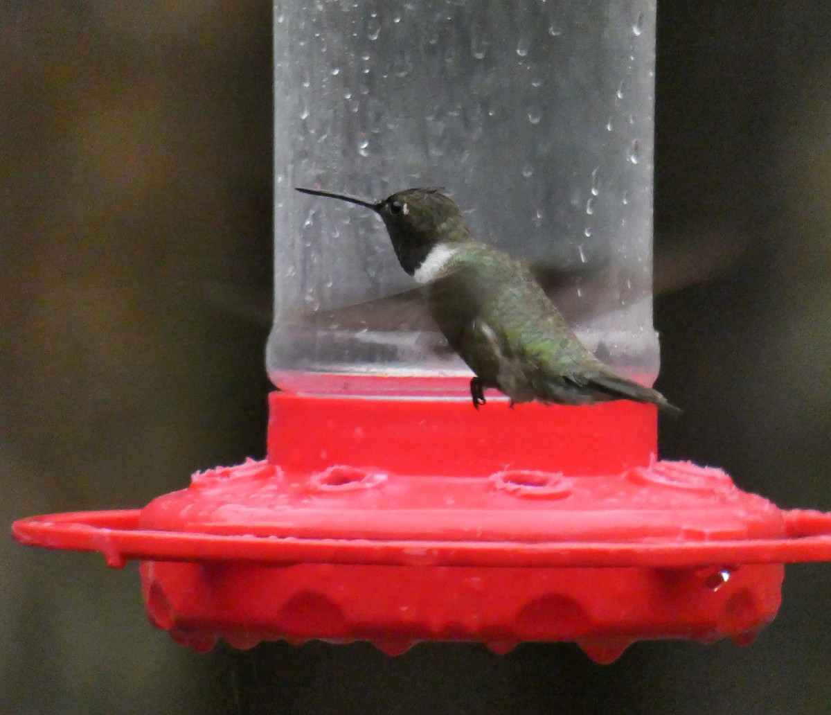 Black-chinned Hummingbird - ML185327291