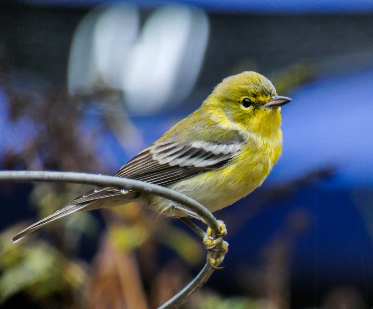 Pine Warbler - ML185327311