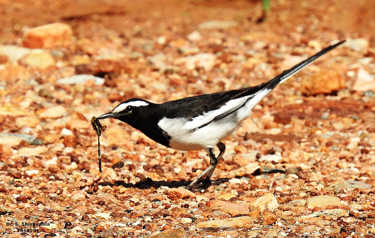 White-browed Wagtail - ML185327631
