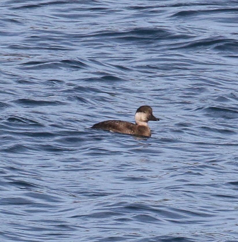 Black Scoter - Bradley Waggoner