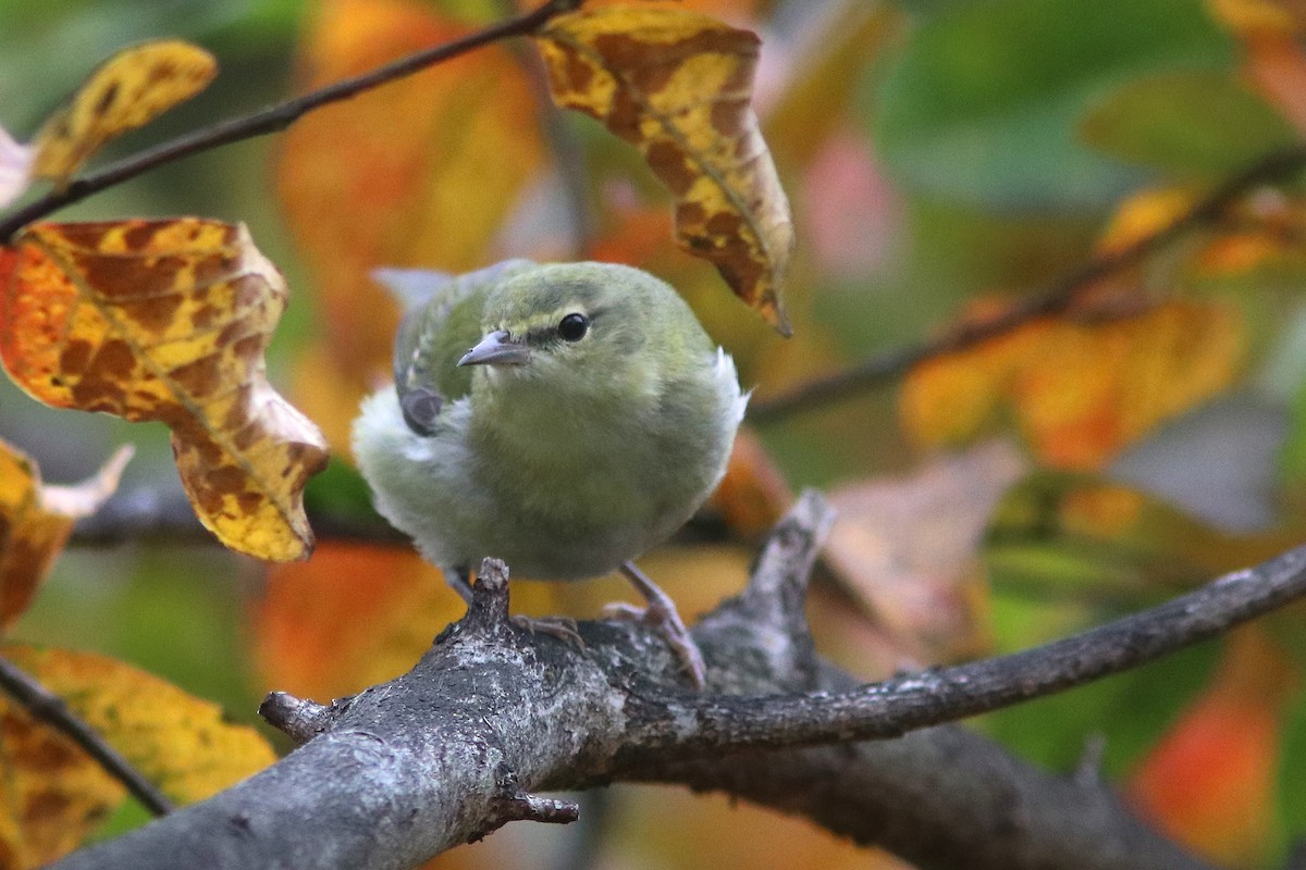 Tennessee Warbler - ML185328871