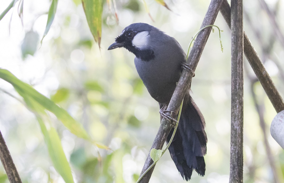 Black-throated Laughingthrush - Caleb Putnam