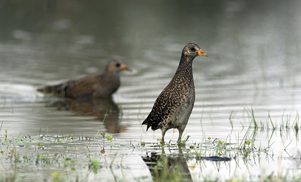 Spotted Crake - ML185329011