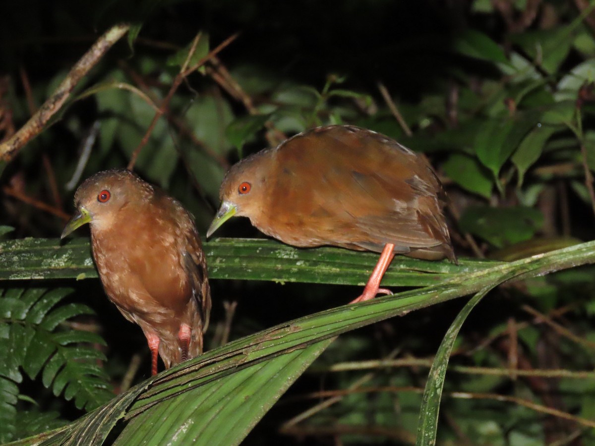 Uniform Crake - Marcos Ponce