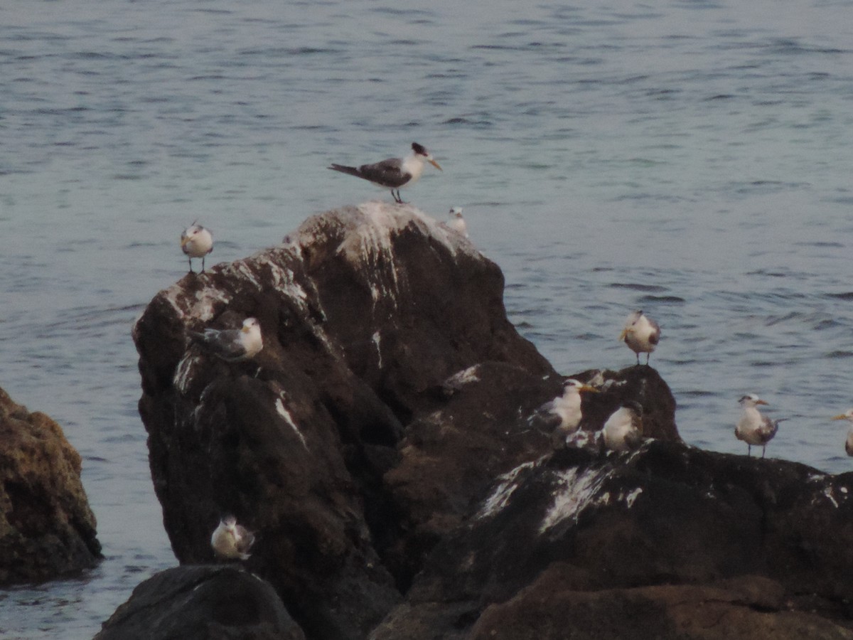 Great Crested Tern - Camille Rousseau