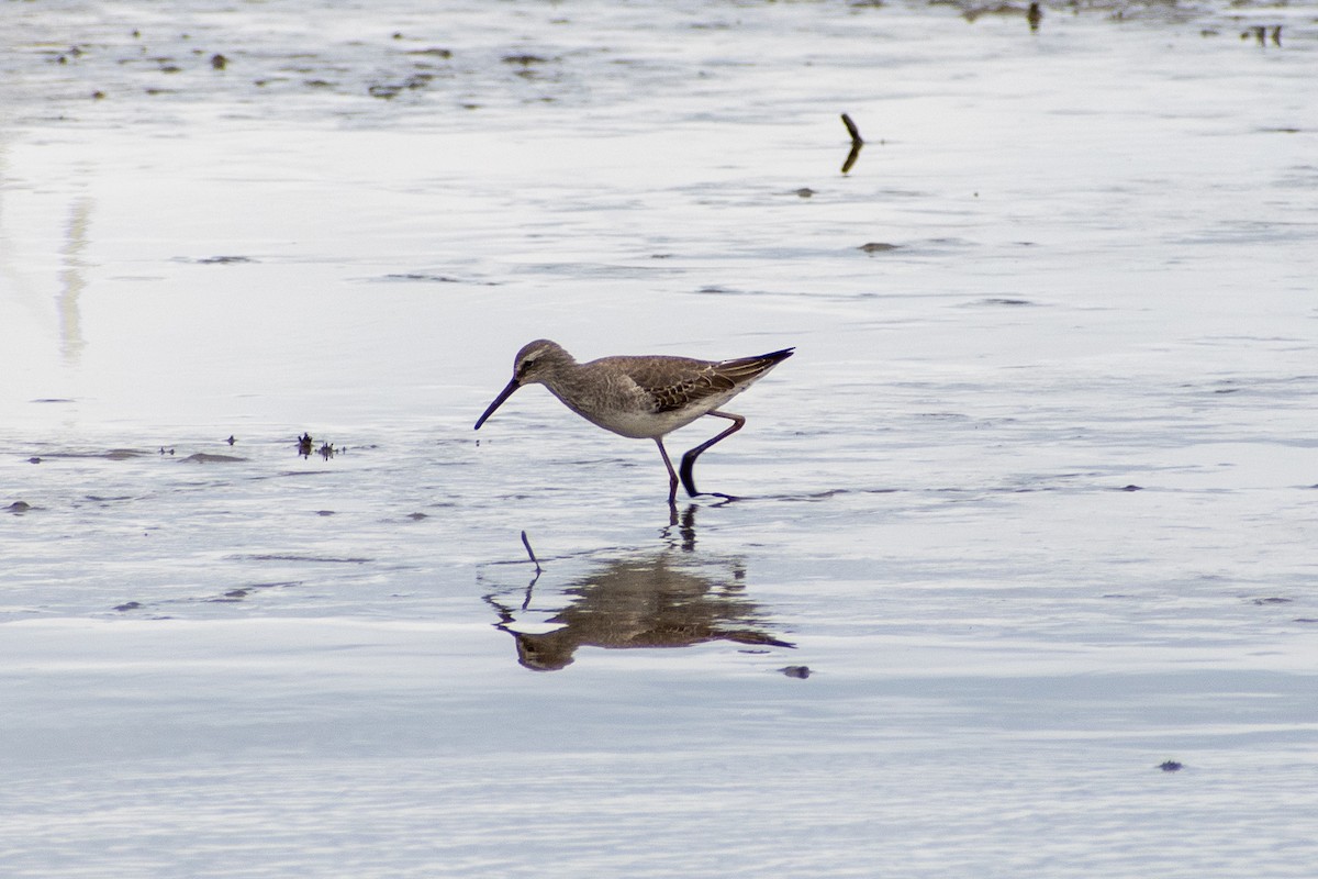 Stilt Sandpiper - Charles Donnelly