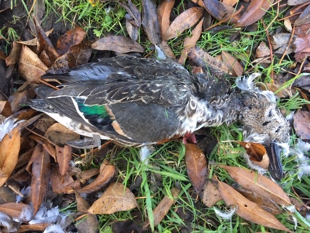 Green-winged Teal - ML185335381