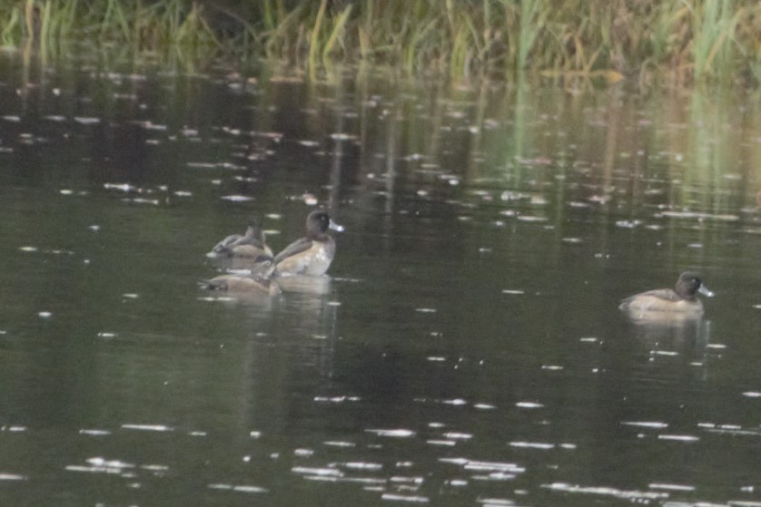 Ring-necked Duck - ML185335541