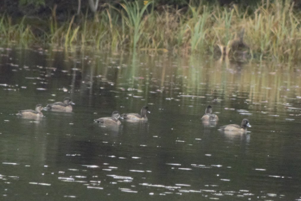 Ring-necked Duck - ML185335551