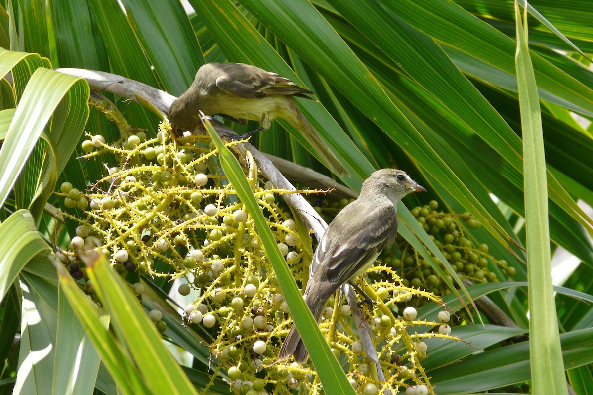 Caribbean Elaenia - Suzanne O'Rourke