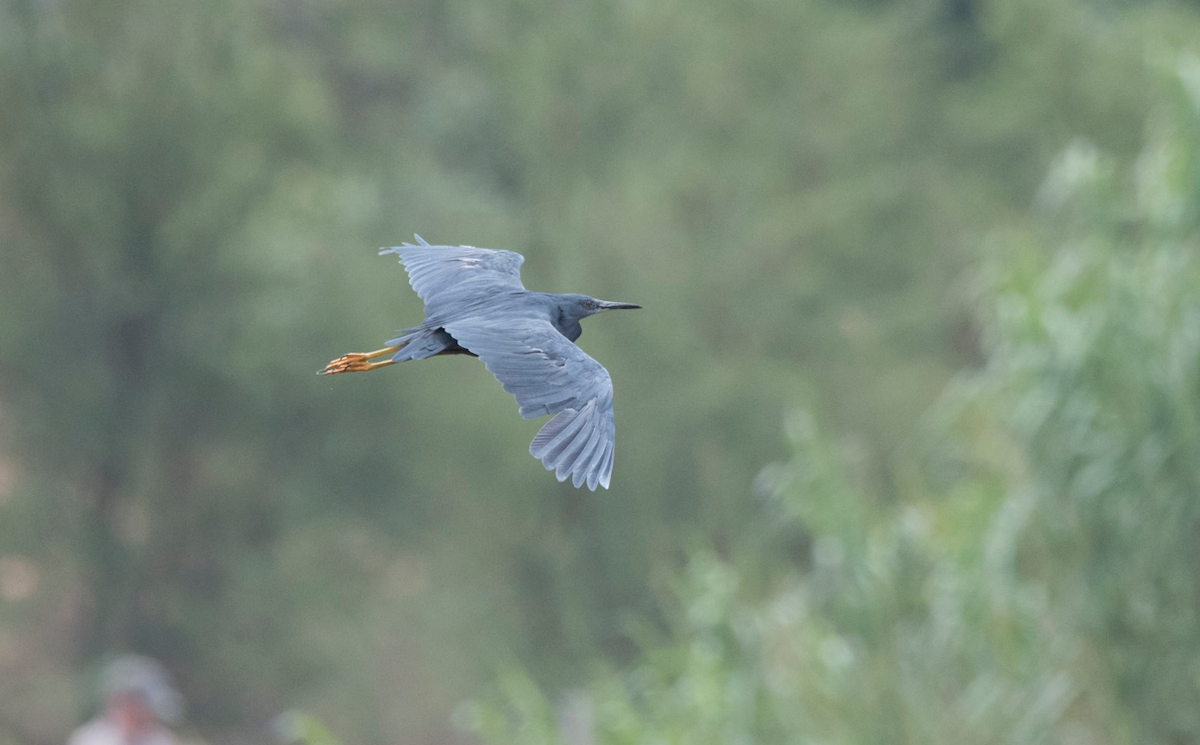 Slaty Egret - ML185335931