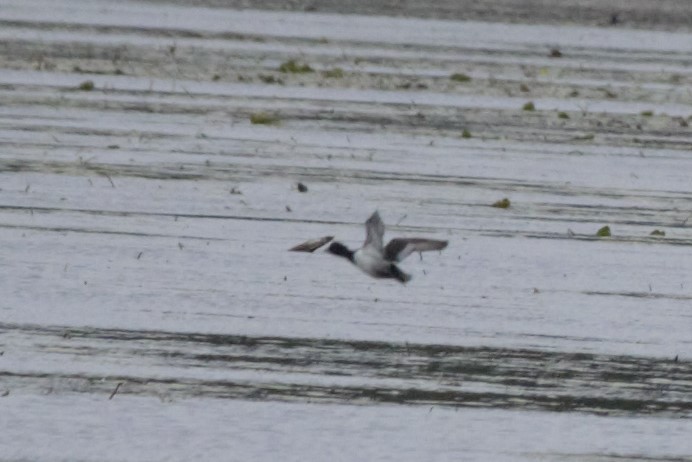 Ring-necked Duck - ML185336091