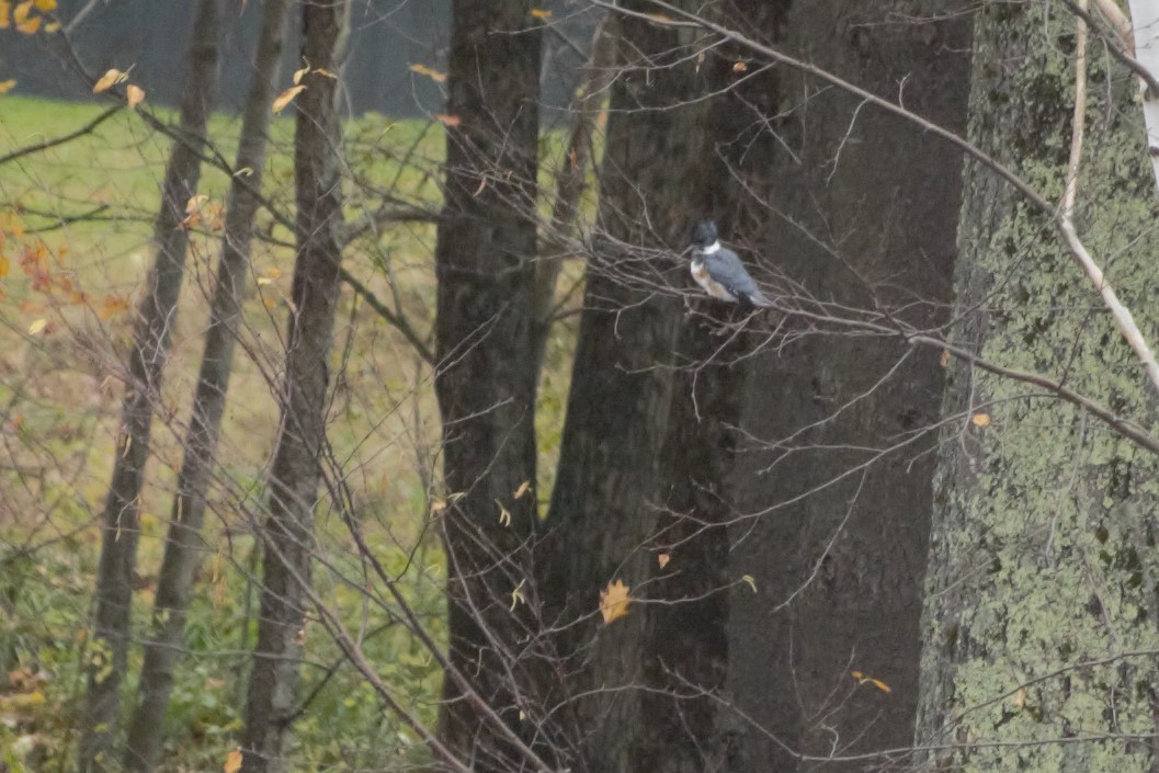 Belted Kingfisher - ML185336151