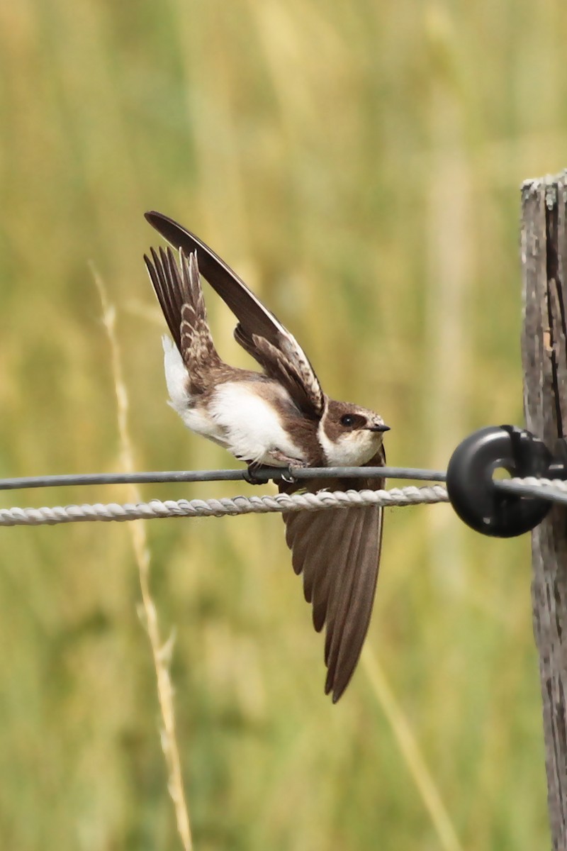 Bank Swallow - ML185336541