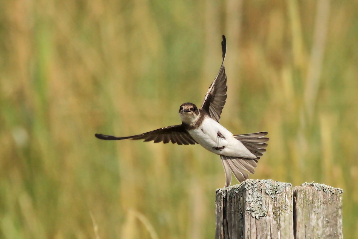 Bank Swallow - ML185336551