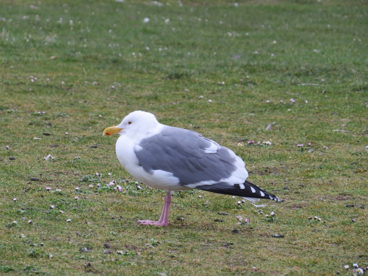 Western Gull - Wayne Weber