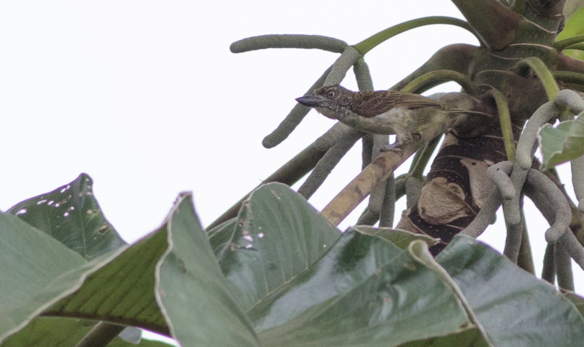 Benekli Cüce Barbet - ML185338111