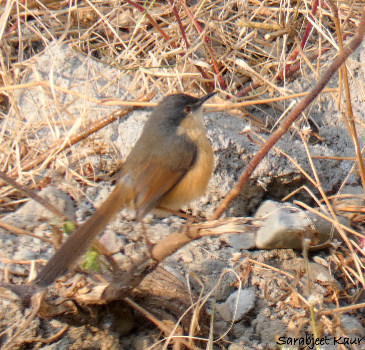 Ashy Prinia - ML185339001