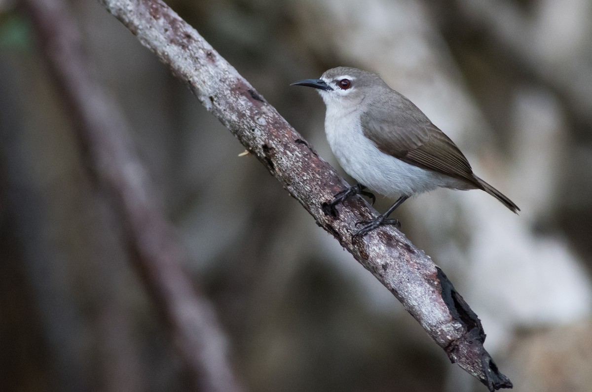 Mouse-brown Sunbird - Joachim Bertrands | Ornis Birding Expeditions