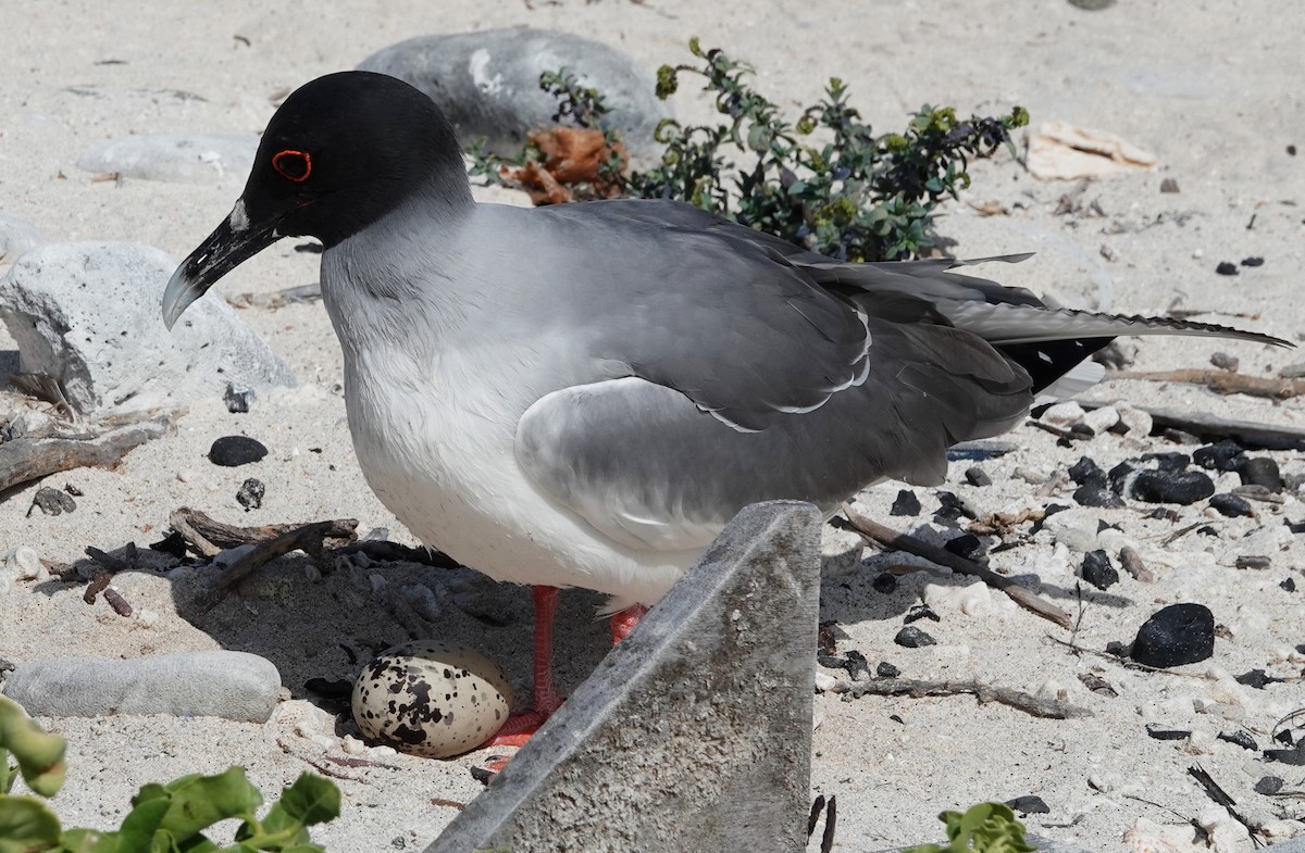 Swallow-tailed Gull - ML185341821