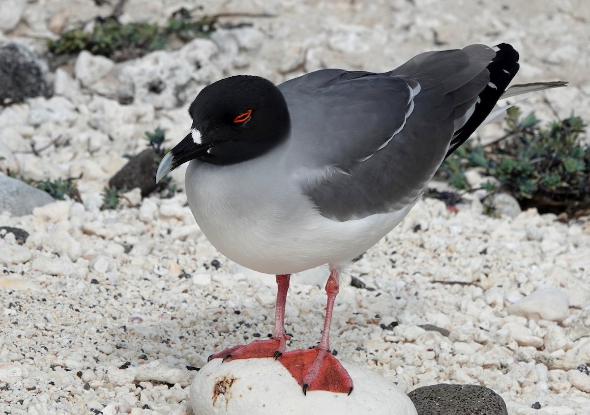 Swallow-tailed Gull - ML185341831