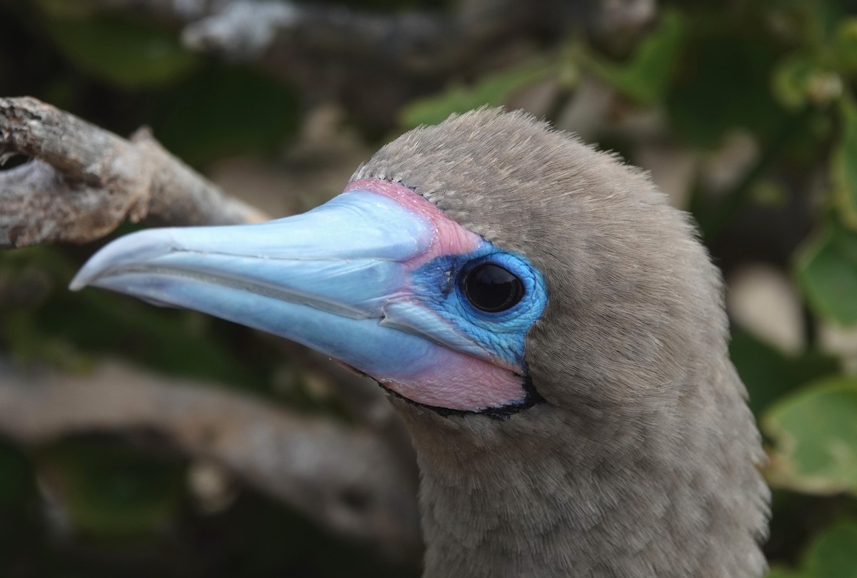 Red-footed Booby - ML185342491