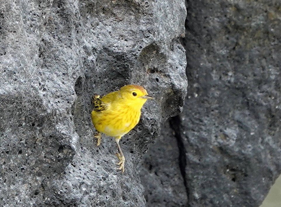 Yellow Warbler (Galapagos) - ML185342851