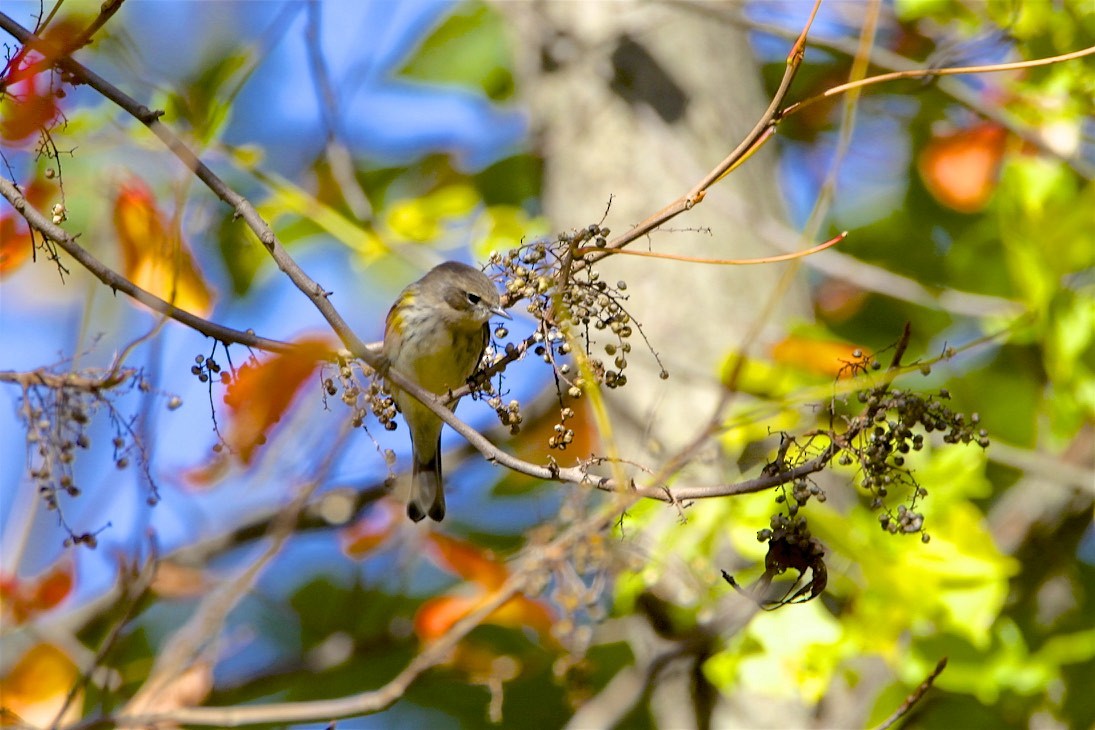 Yellow-rumped Warbler - ML185346411