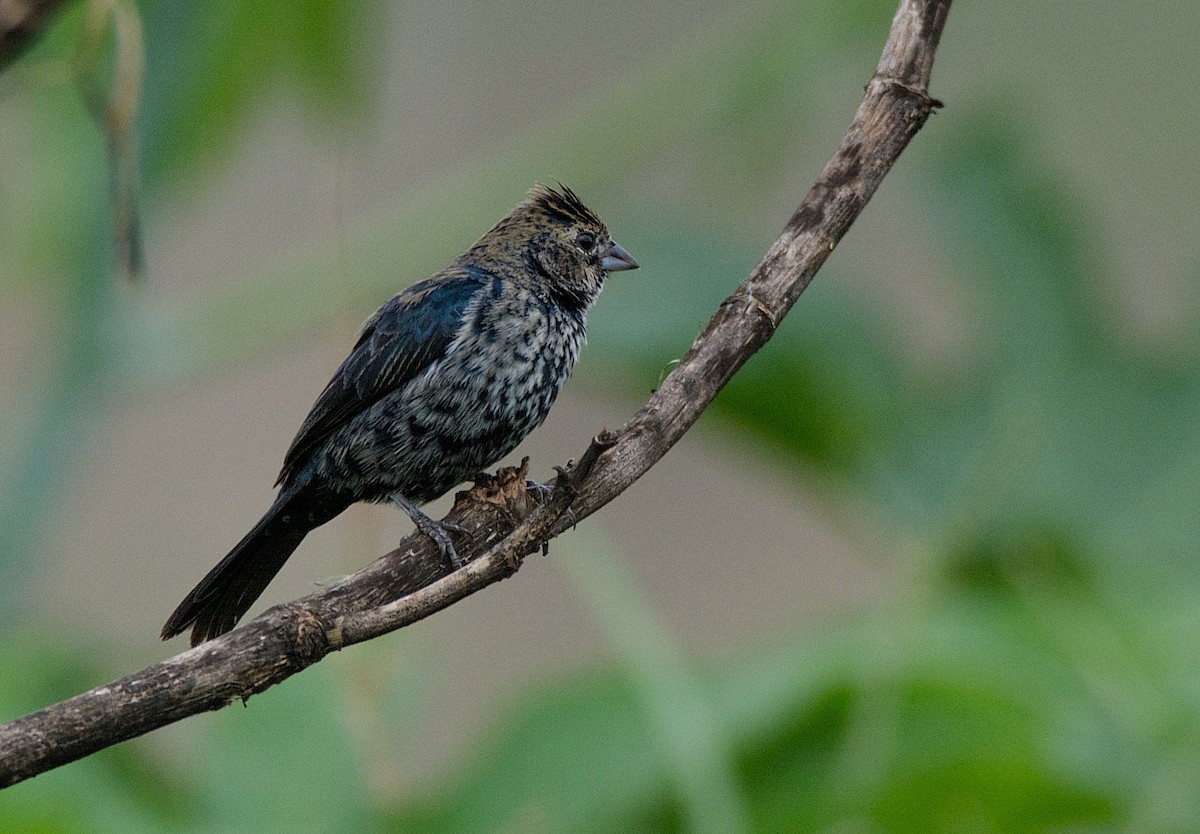 Blue-black Grassquit - LUCIANO BERNARDES